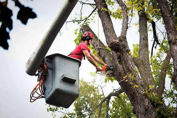 How Our Tree Care Process Works  in Gunbarrel, CO